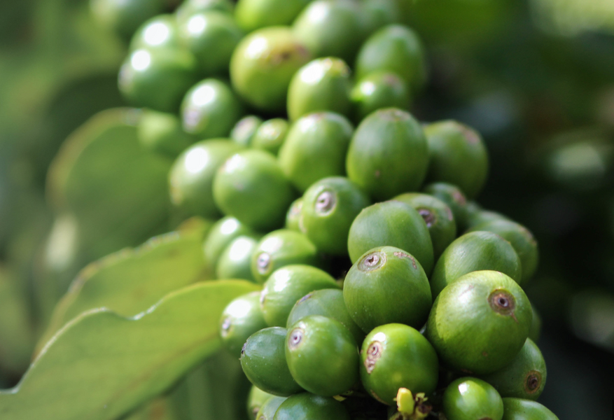 How Does a Coffee Enema Detox Work?